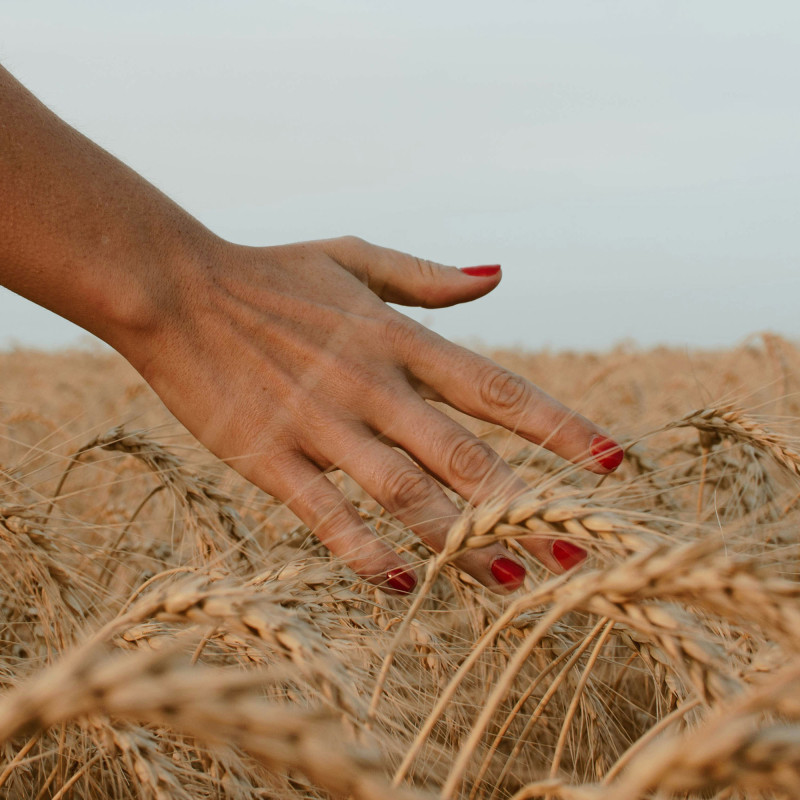 Main dans un champ de blé avec du vernis